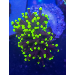 EUPHYLLIA ULTRA TORCH (ONE HEAD)