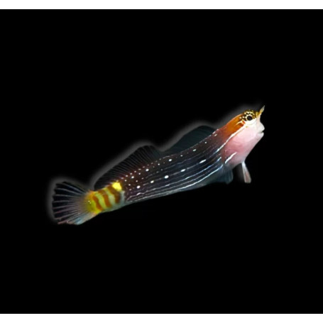 ECSENIUS LIVIDANALIS