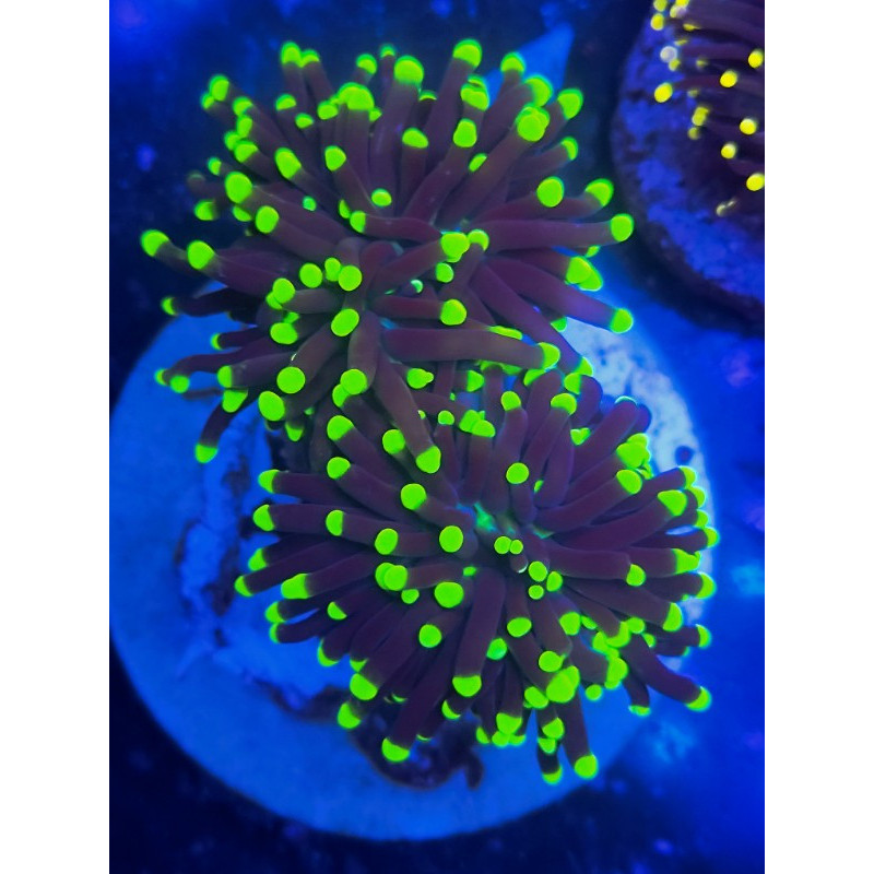 EUPHYLLIA ULTRA TORCH (DOS CABEZAS)