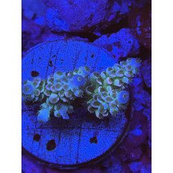 Acropora Tenuis homebreaker (FRAG)