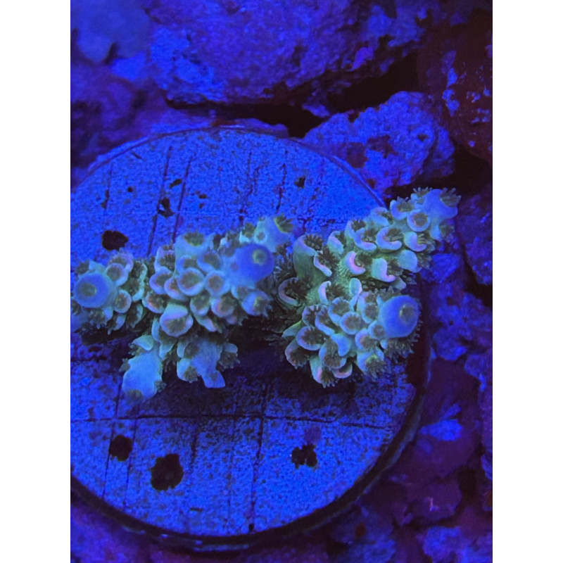 Acropora Tenuis homebreaker (FRAG)