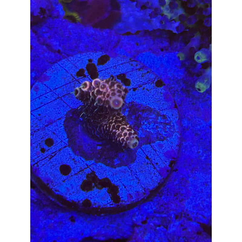 Acropora Millepora rainbow (FRAG)
