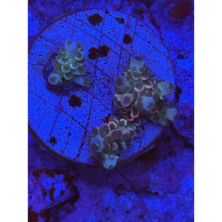 Acropora Tenuis Homebreaker (FRAG)