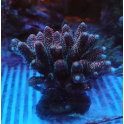 ACROPORA SPATHULATA CULTIVATION