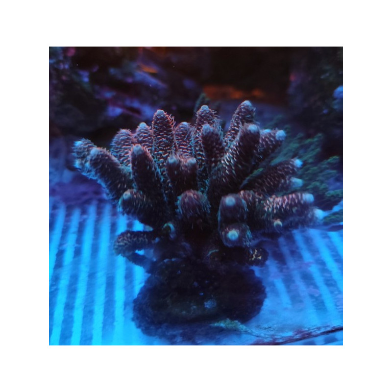 ACROPORA SPATHULATA CULTIVATION