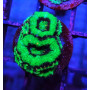 ACANTHASTREA GREEN