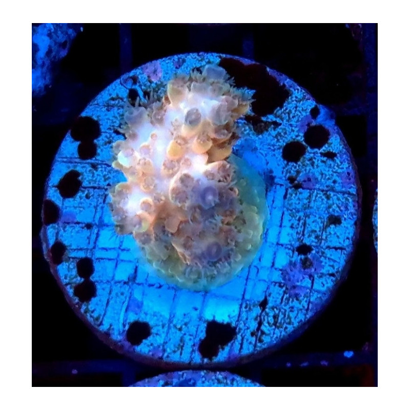 ACROPORA ULTRA (Frags)