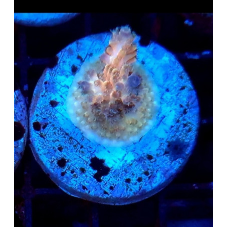 ACROPORA ULTRA (FRAG)