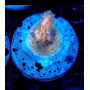 ACROPORA ULTRA (FRAG)