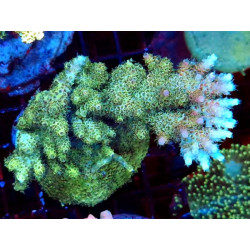 ACROPORA INDONESIA CULTIVATION