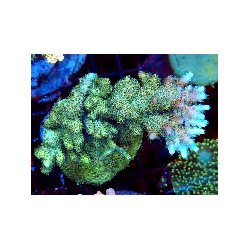 ACROPORA INDONESIA CULTIVATION