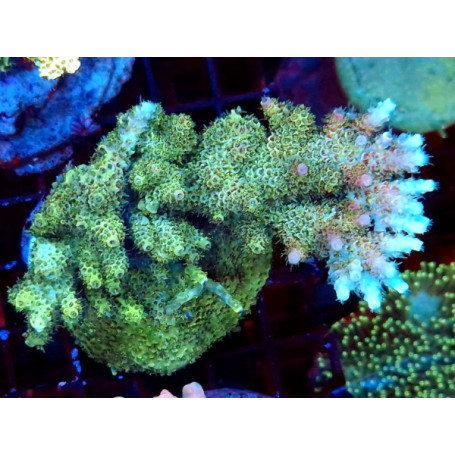 ACROPORA INDONESIA CULTIVO