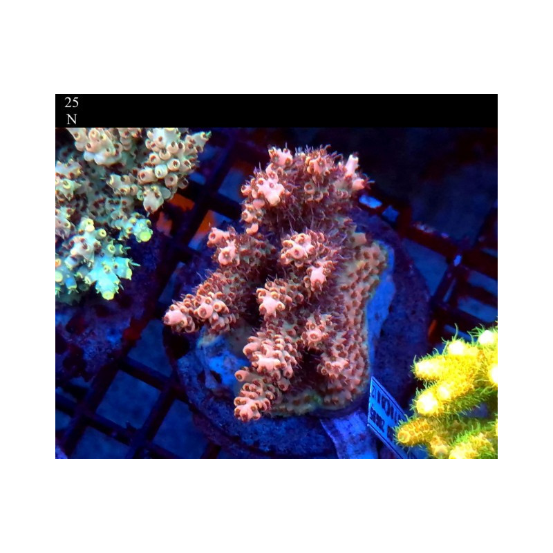 ACROPORA CULTIVATION INDONESIA