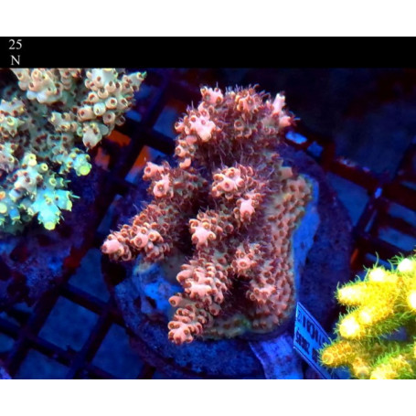 ACROPORA CULTIVO INDONESIA