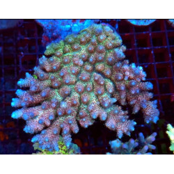 ACROPORA HYACINTHUS RED PLANET (Large)