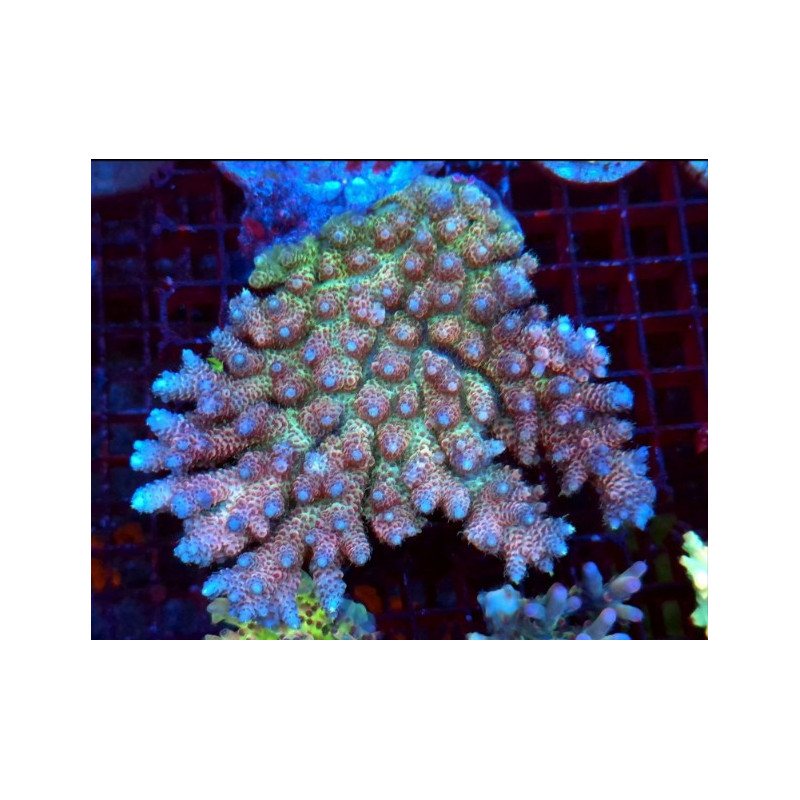 ACROPORA HYACINTHUS RED PLANET (Large)