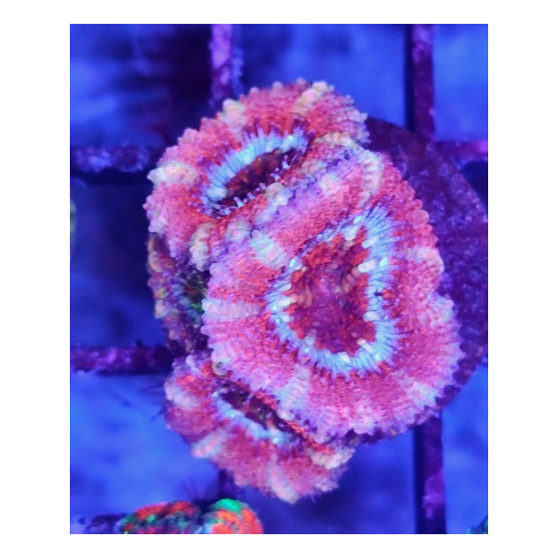 ACANTHASTREA PINK