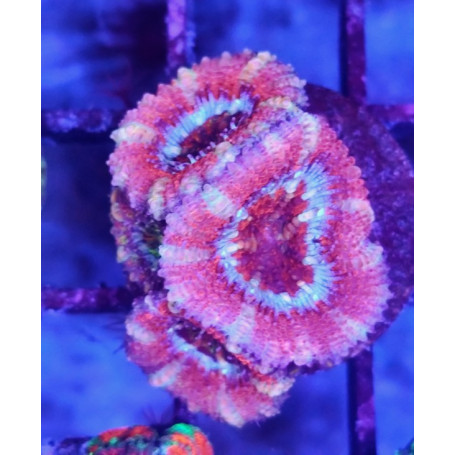 ACANTHASTREA PINK