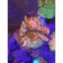 ACROPORA MICROCLADOS FRAG