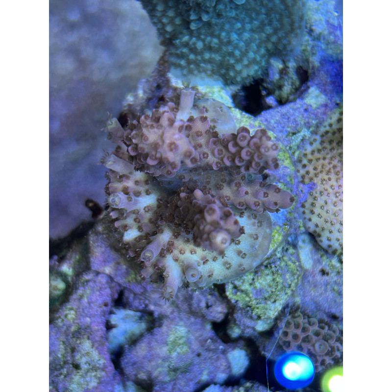 ACROPORA MICROCLADOS FRAG