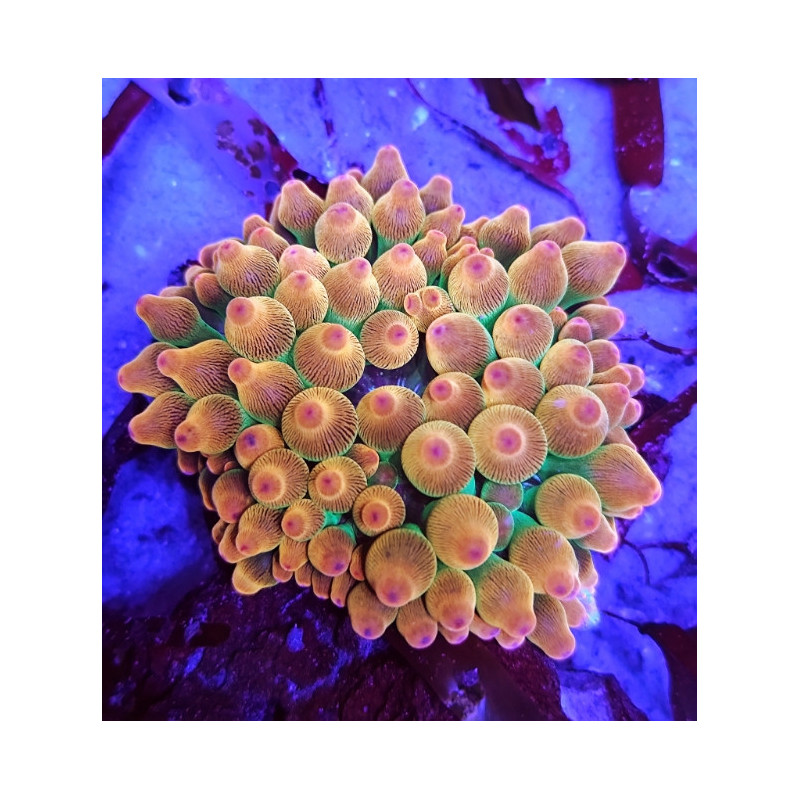 Entacmaea Quadricolor M