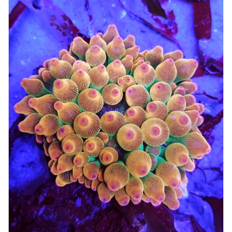 Entacmaea Quadricolor