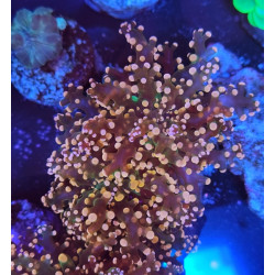 EUPHILIAS PARADIVISA ORANGE CENTER GREEN (DOUBLE HEAD)