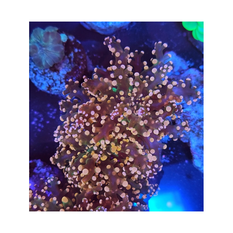 EUPHILIAS PARADIVISA ORANGE CENTER GREEN (DOUBLE HEAD)