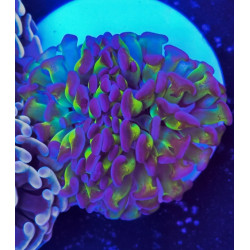 EUPHILLIA PARANCORA HOLOGRAM (two large heads)