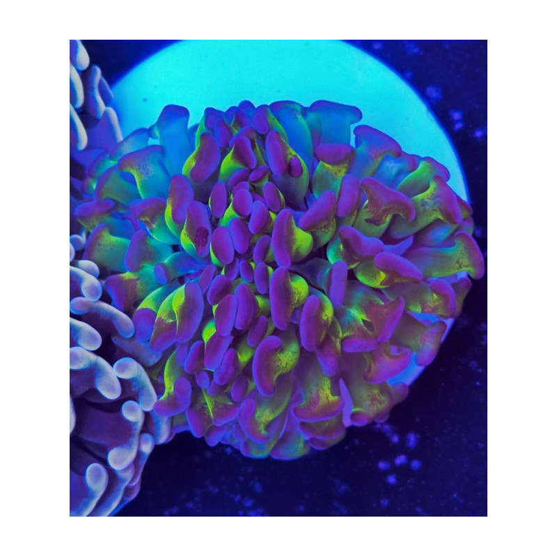 EUPHILLIA PARANCORA HOLOGRAM (two large heads)