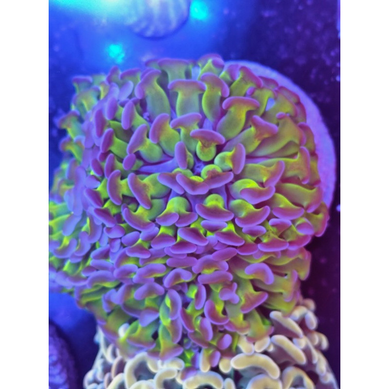 EUPHILLIA PARANCORA HOLOGRAMA ( tres cabezas grandes)