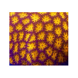 ORANGE LEPTASTREA FRAG