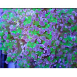 EUPHYLLIA PARADIVISA (Two large heads)