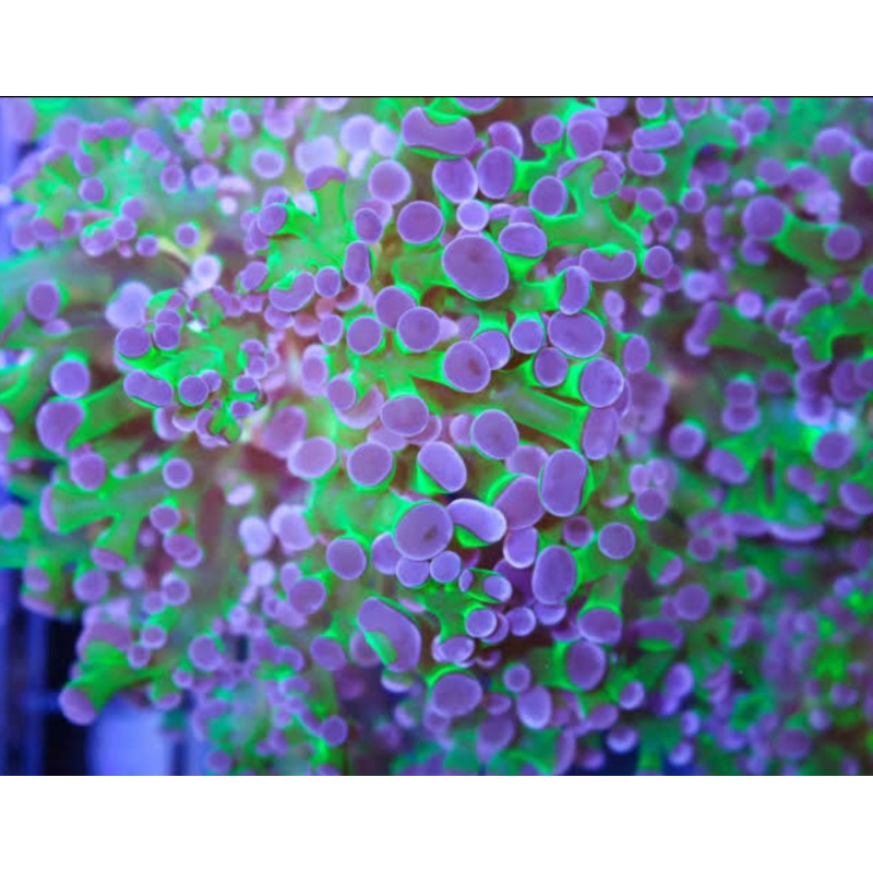 EUPHYLLIA PARADIVISA (Two large heads)