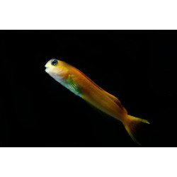 ECSENIUS MIDAS LG (SUPER NARANJA)