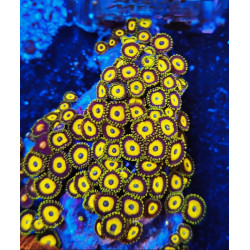 ZOANTHUS SCRAMBLED EGG (5-6 polyps)