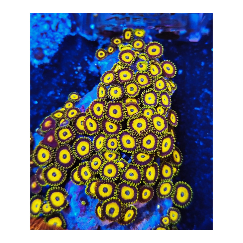 ZOANTHUS SCRAMBLED EGG (5-6 polyps)