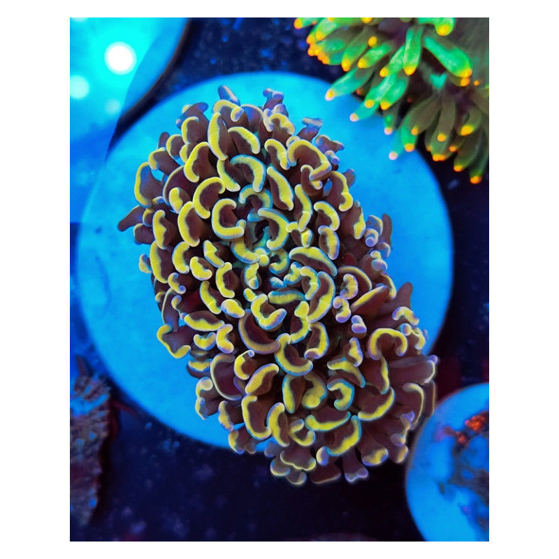 EUPHYLLIA ANCORA