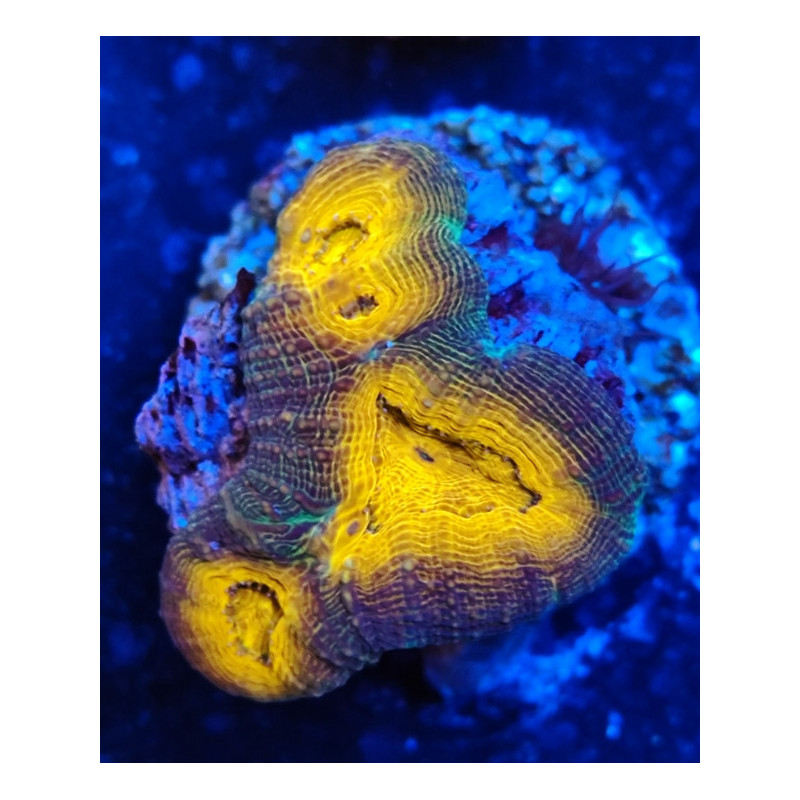 LOBOPHILLYA ORANGE INDONESIA