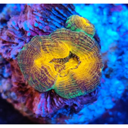 LOBOPHILLYA ORANGE INDONESIA