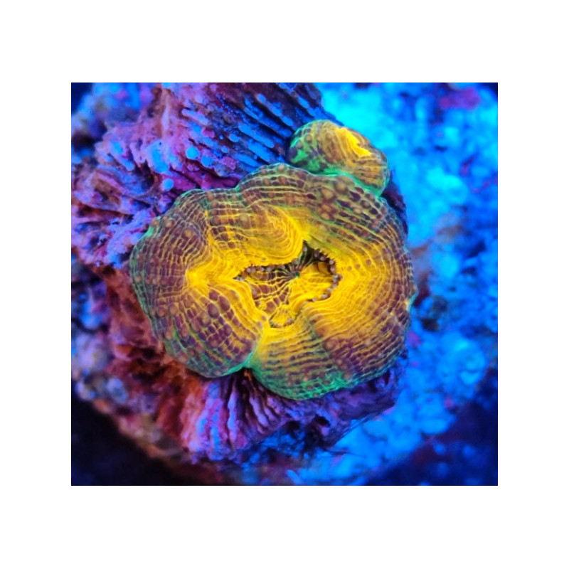 LOBOPHILLYA ORANGE INDONESIA