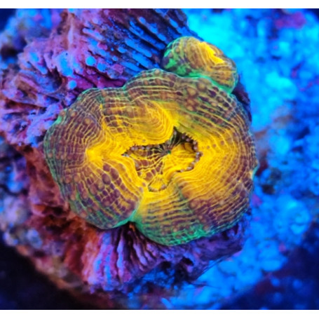 LOBOPHILLYA ORANGE INDONESIA