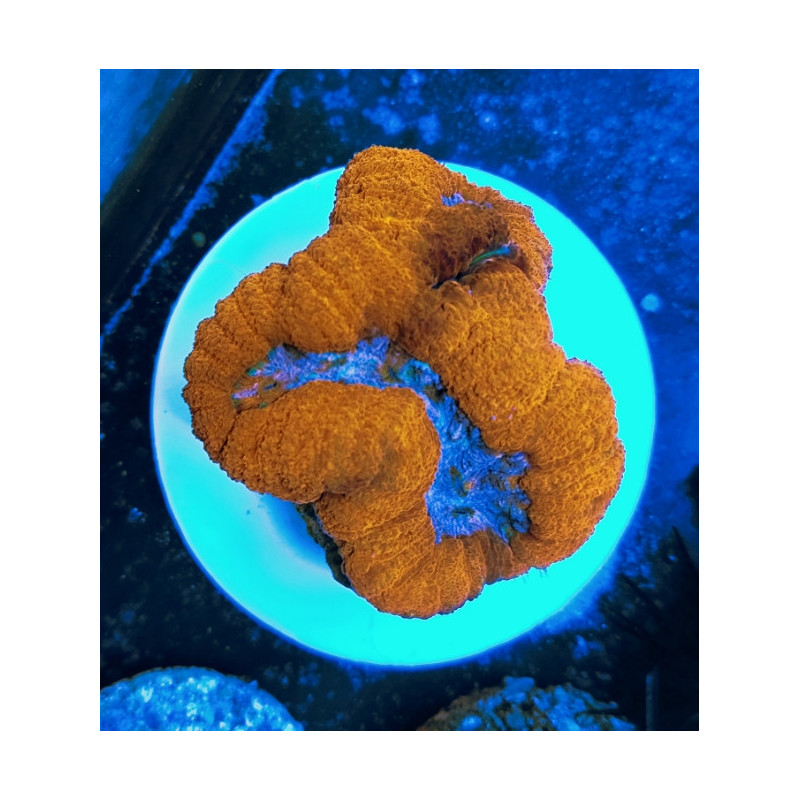 LOBOPHILLYA RED AND BLUE