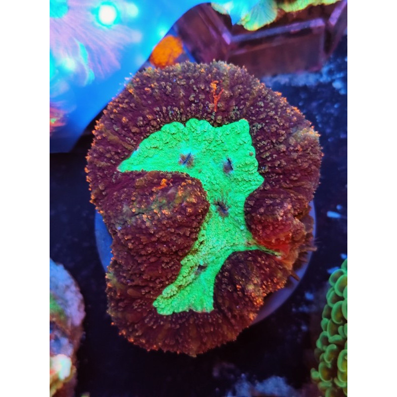 LOBOPHILLYA indonesia