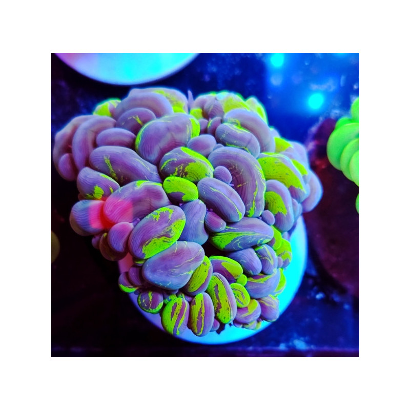 BUBBLE CORAL
