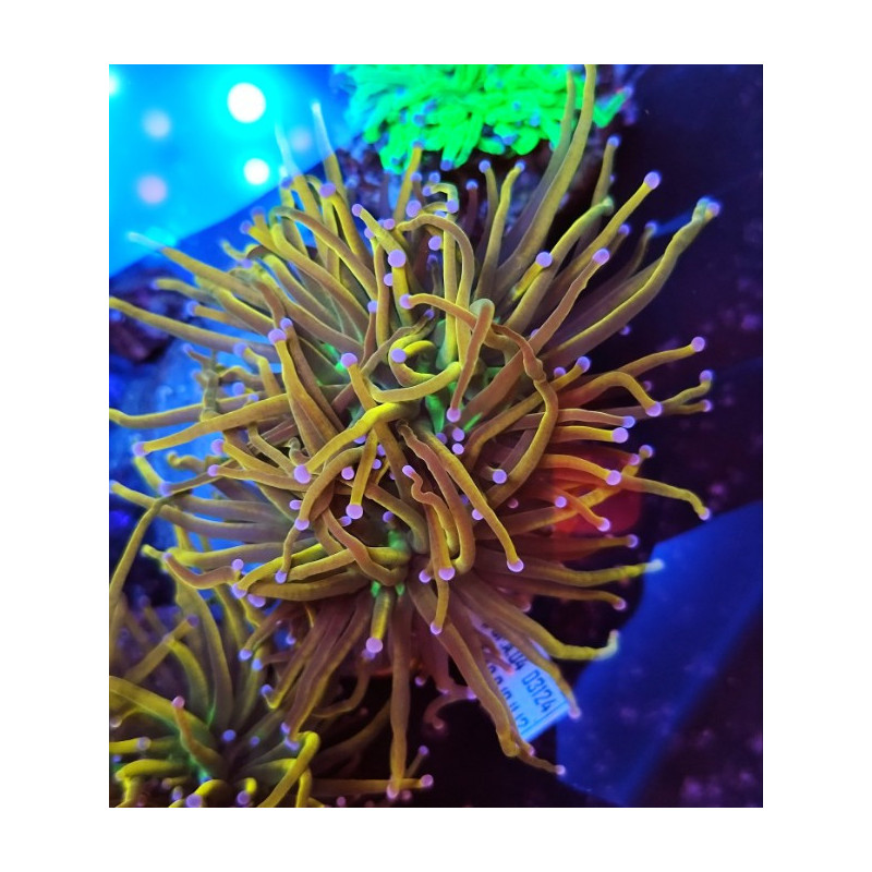 EUPHILLYA TORCH GOLDEN INDO COLONIA