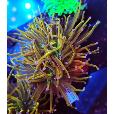 EUPHILLYA TORCH GOLDEN INDO COLONIA