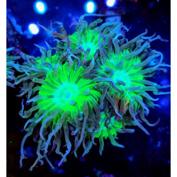 DUNCANPSOMYA (colony 5-6 large heads)