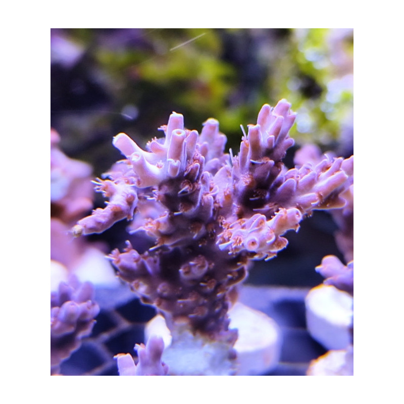 ACROPORA INDO ULTRA