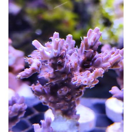 ACROPORA INDO ULTRA